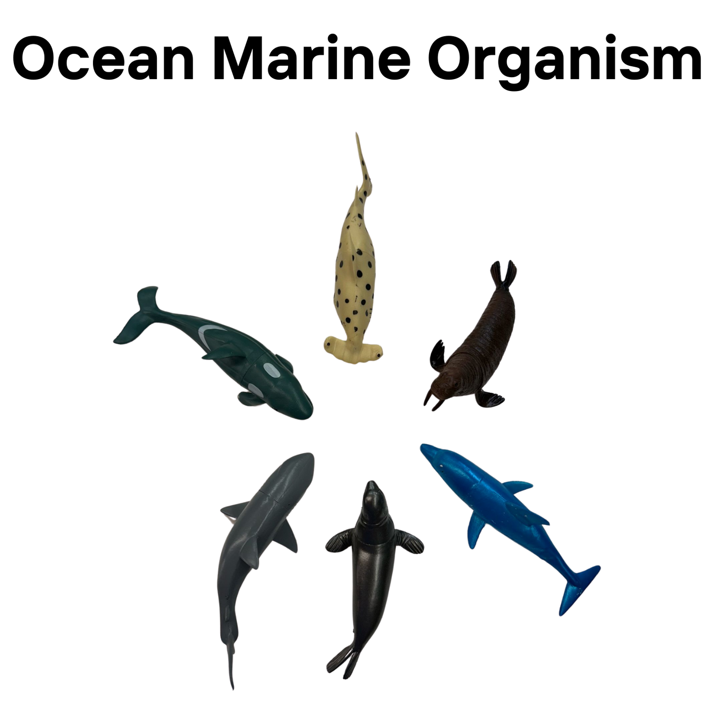 Ocean Marine Organism