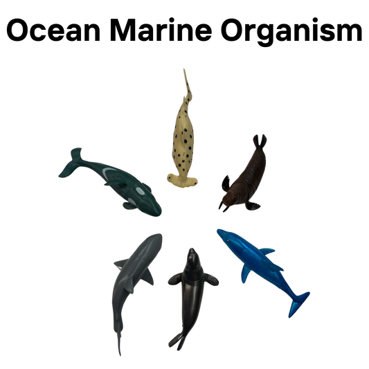 Ocean Marine Organism